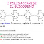 Personal Trainer Bologna - Stefano Mosca - polisaccaridi glicogeno